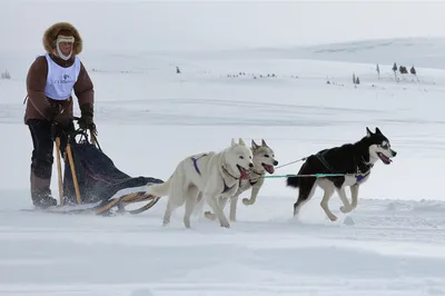 Illustration mushing - Image 1