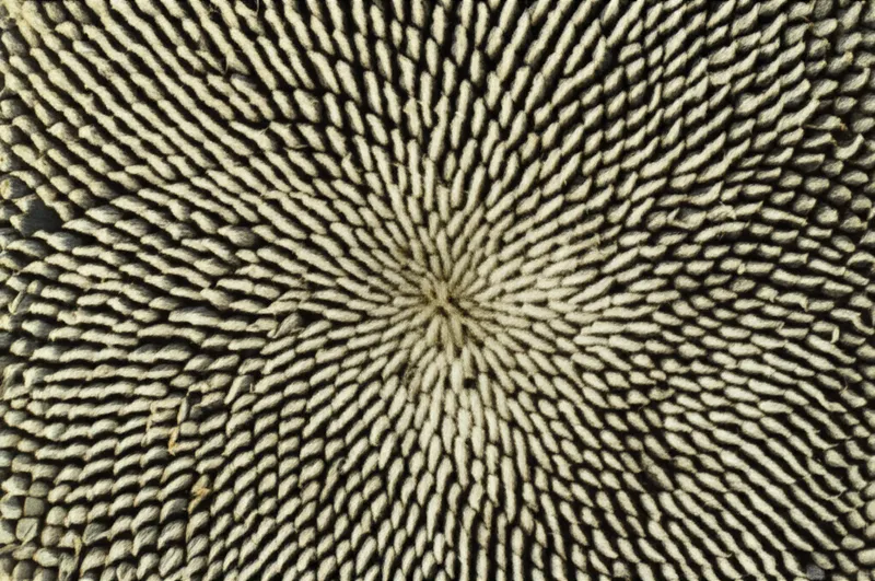 Ilustración visual de la palabra "spiral" - Espiral