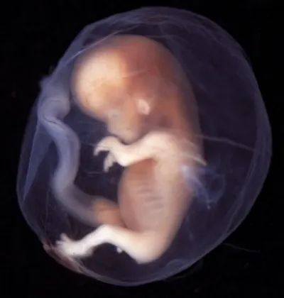 Illustration embryonic - Image 2