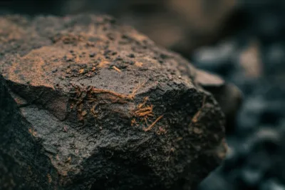 Illustration lignite - Image 1