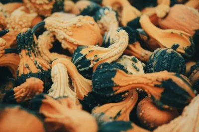 Illustration gourds - Image 1