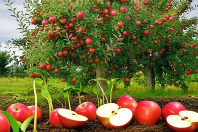 Illustration fruited - Image 1