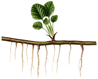 Illustration offset - Image 1