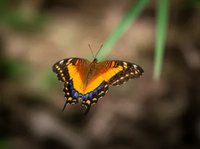 Illustration underwings