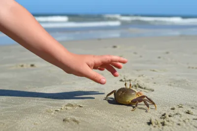 Illustration nipper - Image 1