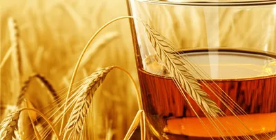 Illustration rye - Image 1