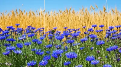 Illustration cornflowers - Image 1