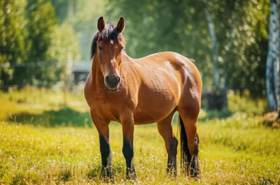 Illustration dobbin - Image 1