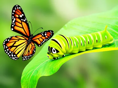 Illustration larva - Image 1