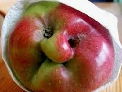 Illustration uncomely - Image 2