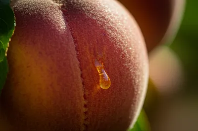 Illustration maturating - Image 1