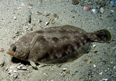 Illustration dab - Image 1