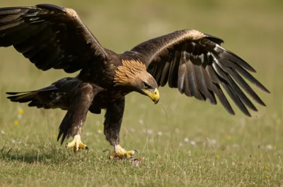 Illustration preys - Image 1