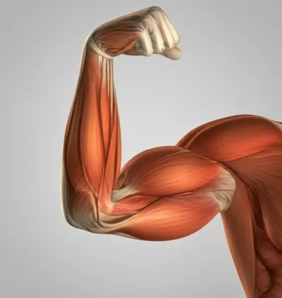 Illustration biceps - Image 1