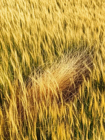 Illustration cheat - Image 1