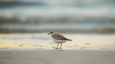 Illustration fiddler - Image 1