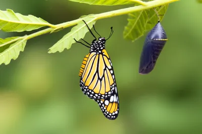 Illustration var. - Image 1