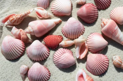 Illustration rosebud - Image 1