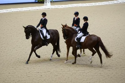 Illustration quadrille - Image 1