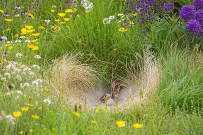 Illustration forms - Image 1