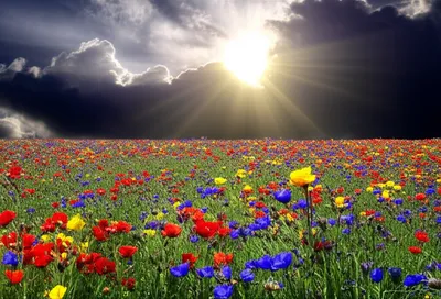 Illustration blazing - Image 1