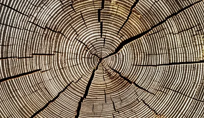 Illustration long - Image 1