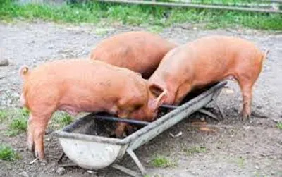 Illustration trough - Image 2