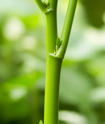 Illustration helms - Image 1