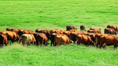 Illustration fringe - Image 1