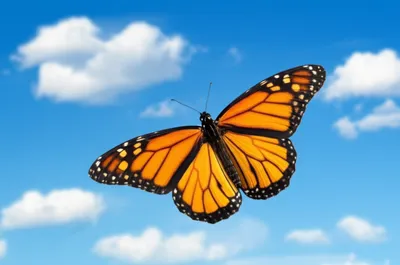 Illustration flies - Image 1