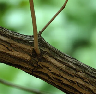 Illustration subbranch - Image 1