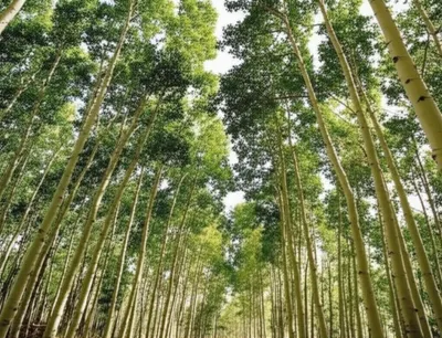 Illustration apse - Image 1