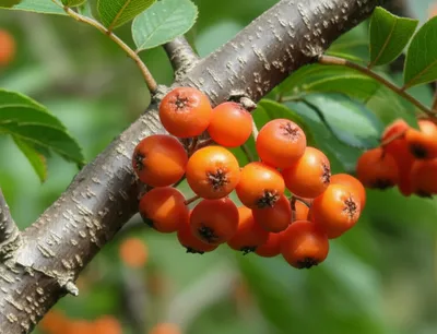 Illustration chequer - Image 1