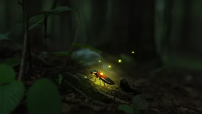 Illustration glows - Image 1