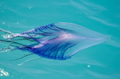 Illustration sails - Image 1