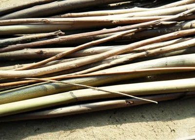 Illustration sticks - Image 1