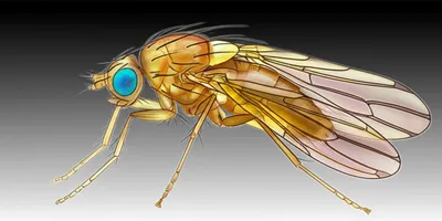 Illustration period - Image 1