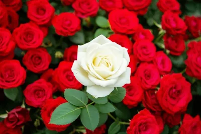 Illustration hypostasis - Image 1