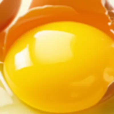 Illustration vitelline - Image 1