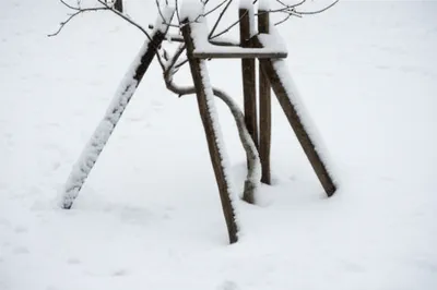 Illustration braced - Image 1