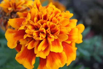 Illustration marigolds - Image 2