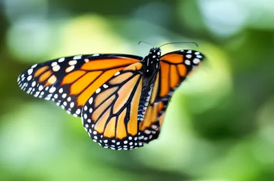 Illustration flutters - Image 1