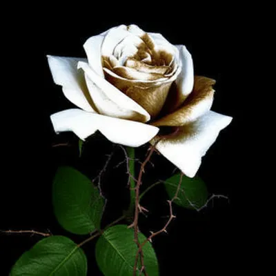 Illustration depraved - Image 1