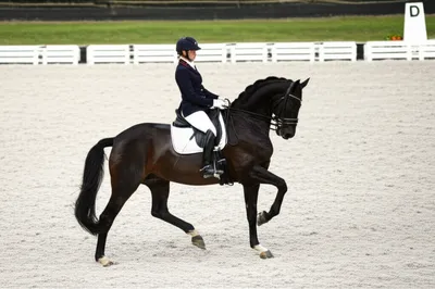 Illustration caracoles