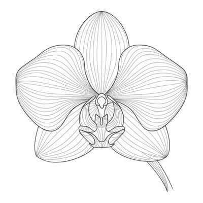 Illustration delineation - Image 1