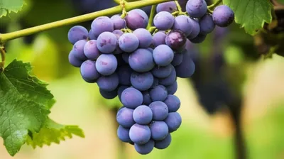 Illustration uva - Image 1