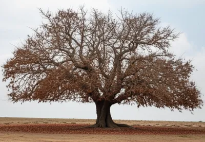 Illustration dwindle - Image 1