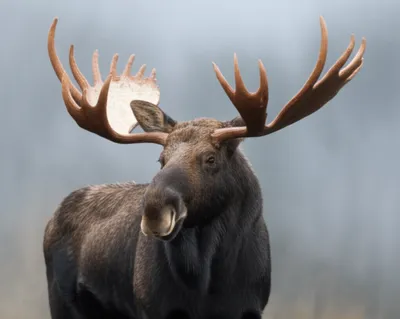 Illustration bull - Image 1