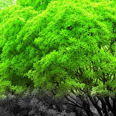 Illustration grayed - Image 1