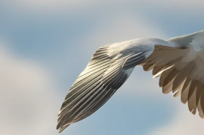 Illustration pinion - Image 1